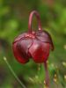 Pitchers Plant (Nationalblume Neufundlands)
